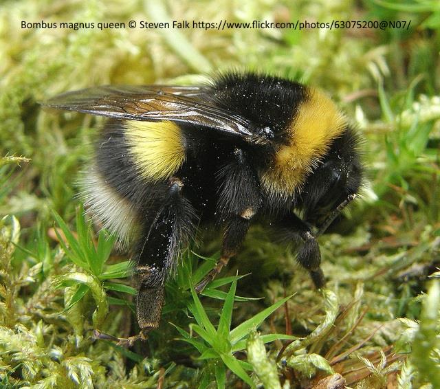 Bombus (Bombus) Magnus - Detail - Biodiversity Maps